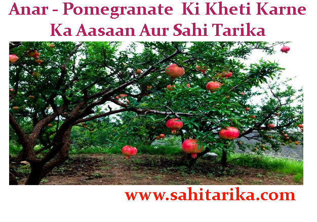 Anar - Pomegranate Ki Kheti Karne Ka Aasaan Aur Sahi Tarika