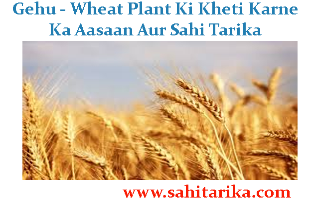 Gehu - Wheat Plant Ki Kheti Karne Ka Aasaan Aur Sahi Tarika