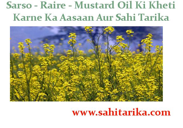 Sarso - Raire - Mustard Oil Ki Kheti Karne Ka Aasaan Aur Sahi Tarika