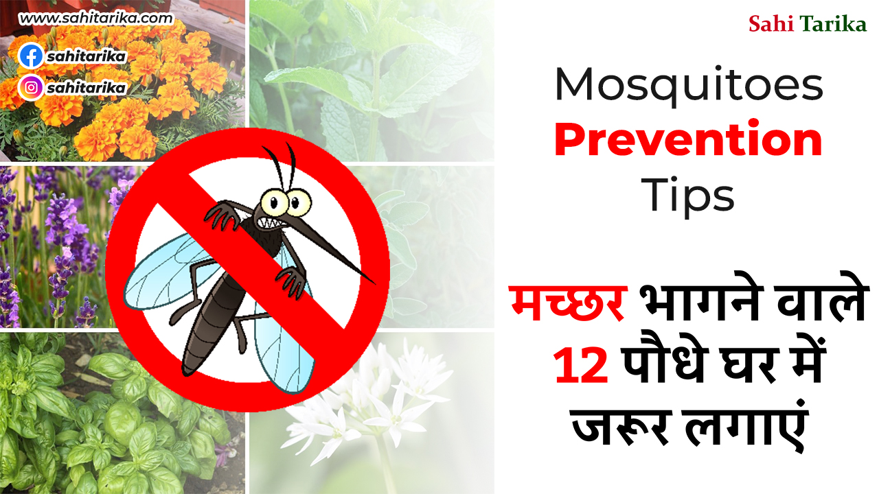 Photo of मच्छर भागने वाले पौधे घर में जरूर लगाएं। सही तरीका। Mosquitoes Prevention Tips