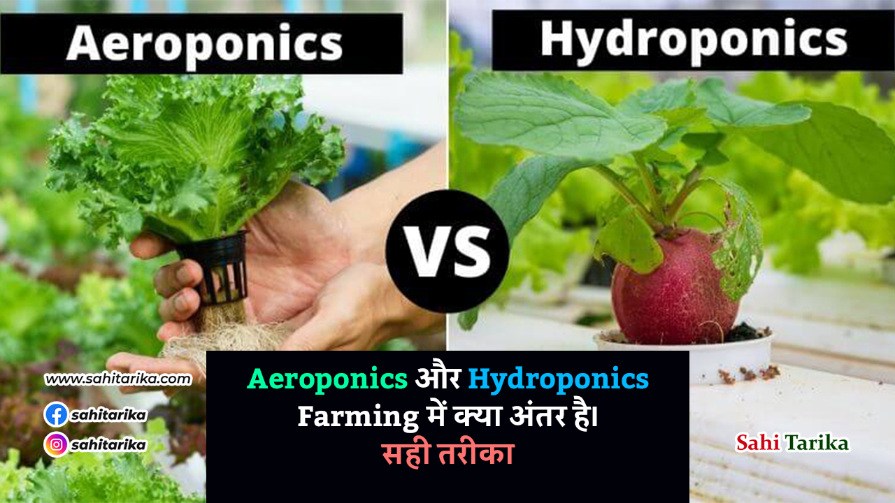 Photo of Aeroponics और Hydroponics Farming में क्या अंतर है। सही तरीका