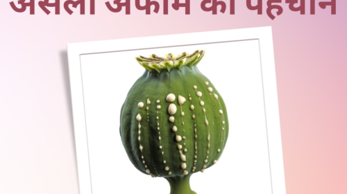 असली अफीम की पहचान